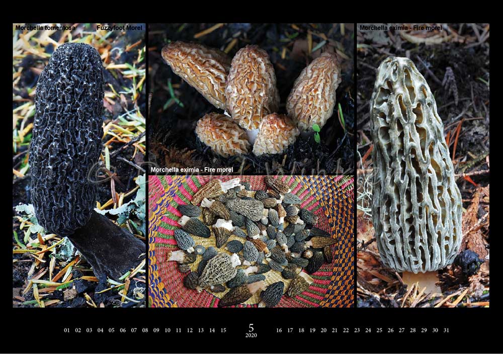 Mushroom Calendar Mushroaming Daniel Winkler's Webpages Dedicated